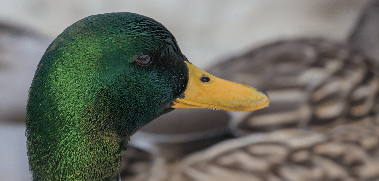 Duck head close up