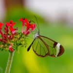Project Glasswing Initiative for Critical Software Security in the Age of AI