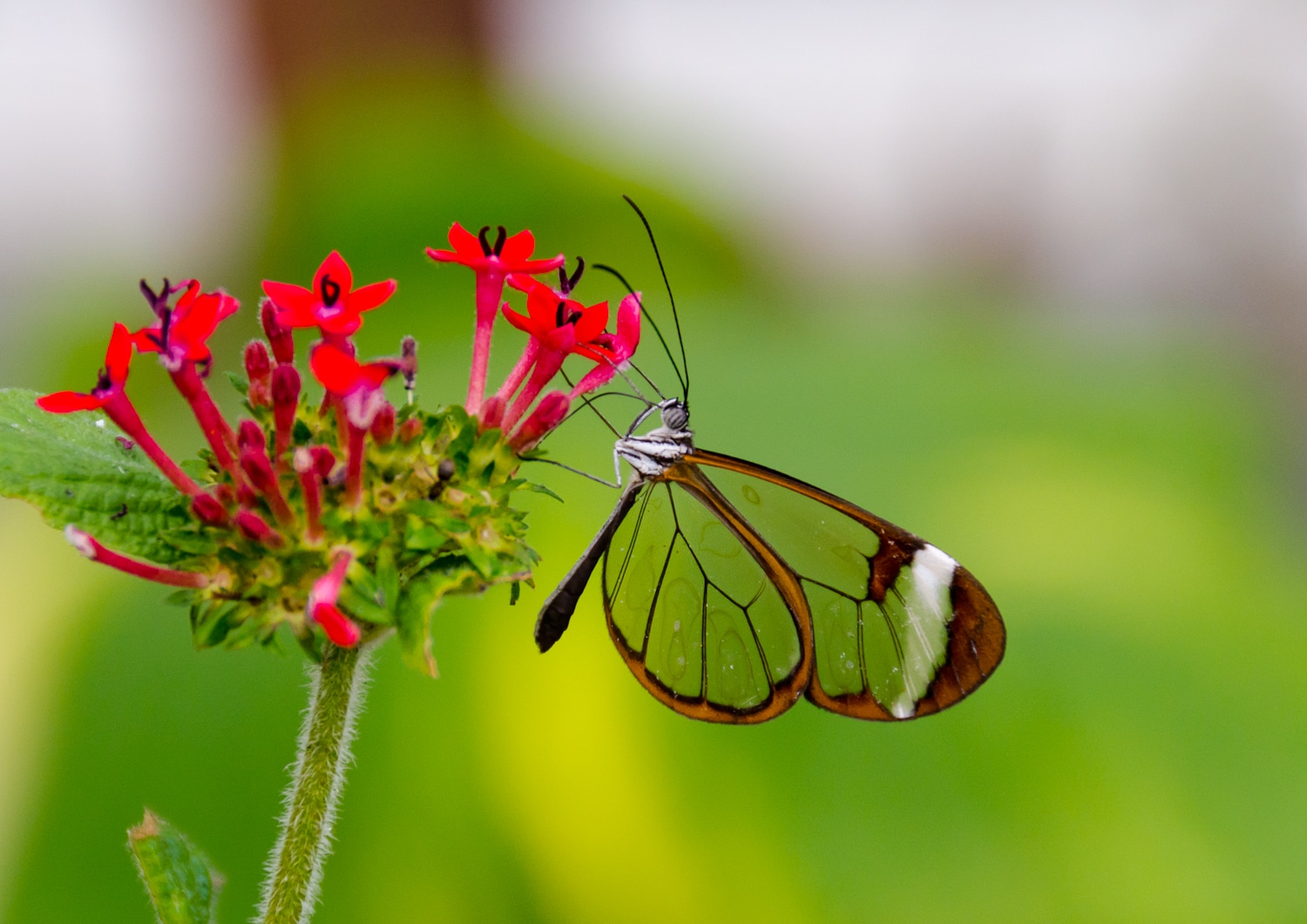 Project Glasswing illustrated by a glasswing butterfly on a flower.